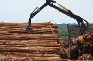 Biomassa de madeira para geração de energia elétrica é um futuro promissor para Mato Grosso do Sul (Foto: Reprodução/Internet)