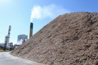 Biomassa de eucalipto vai gerar energia no Mato Grosso do Sul. (Foto: Flávia Guedes)