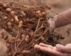 Diversificação de culturas cresce com aumento na produção de amendoim